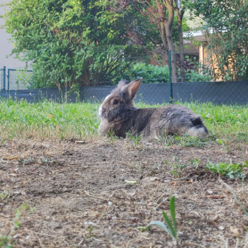 2024 08 Millefleur 2