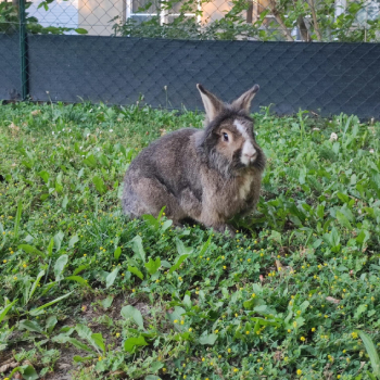 2024 08 Millefleur 3