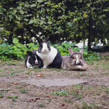 2024 08 Millefleur 4