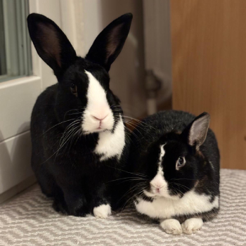 Pina Yang neues Zuhause 2