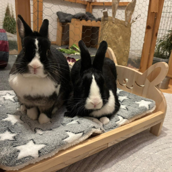 Pina Yang neues Zuhause 3