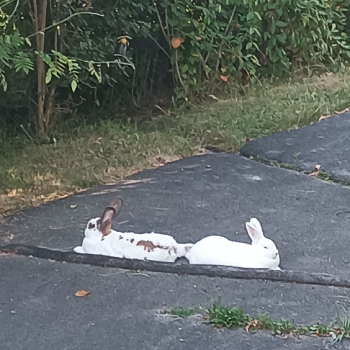 Tamira neues Zuhause 2