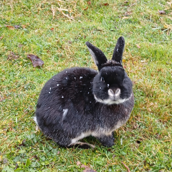 Inga neues Zuhause 2