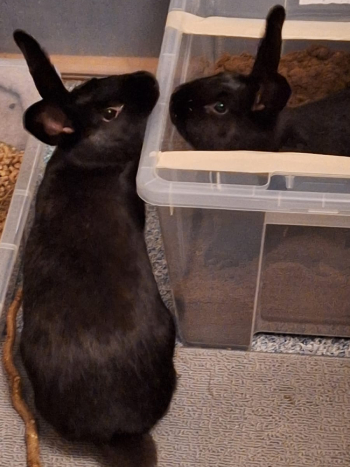 Karotti und Sissi 1