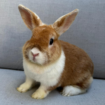 Wilma 2