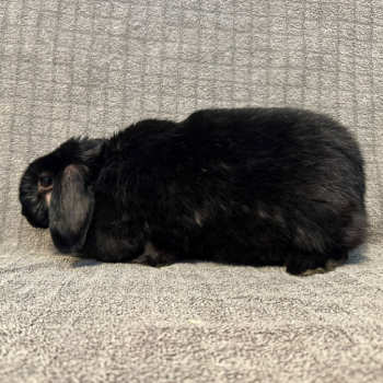 2026 02 Frau Klopfer 1