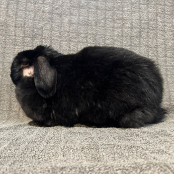 2026 02 Frau Klopfer 4