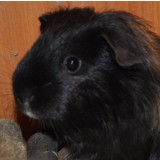 Trudi 160