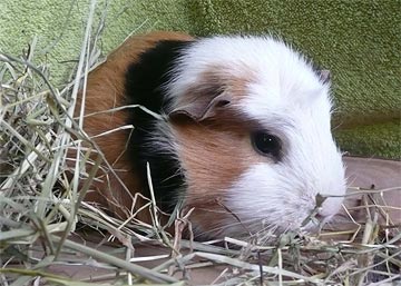 Linda Meerschweinchen1