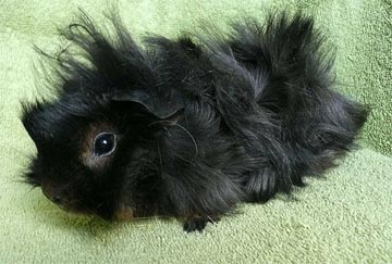 Ruby Meerschweinchen1