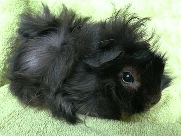 Ruby Meerschweinchen3