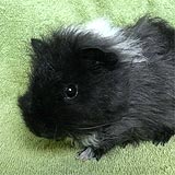 Ronja Meerschweinchen kl