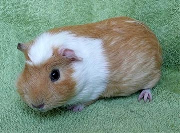 Fiona Meerschweinchen1