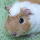 Fiona 160