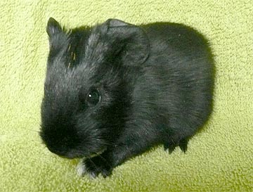 Alexa Meerschweinchen1