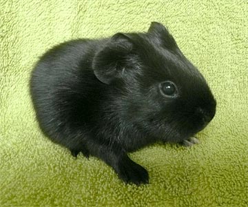 Alexa Meerschweinchen2