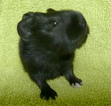 Alexa Meerschweinchen3