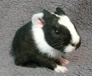 Trixi Meerschweinchen2