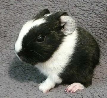Trixi Meerschweinchen3