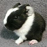 Trixi Meerschweinchen kl
