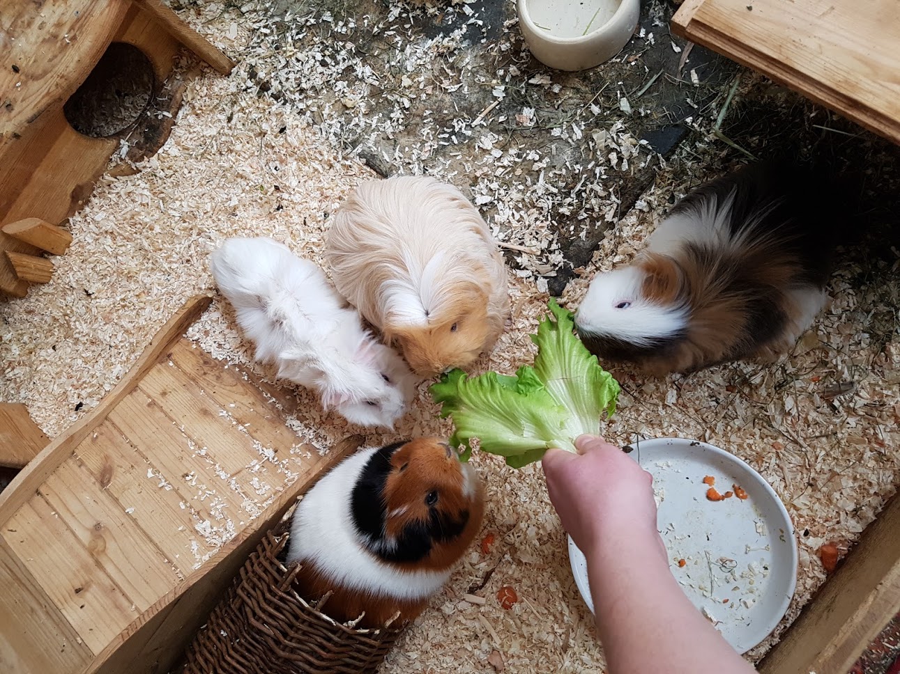 Malvine zuhause gefunden 1