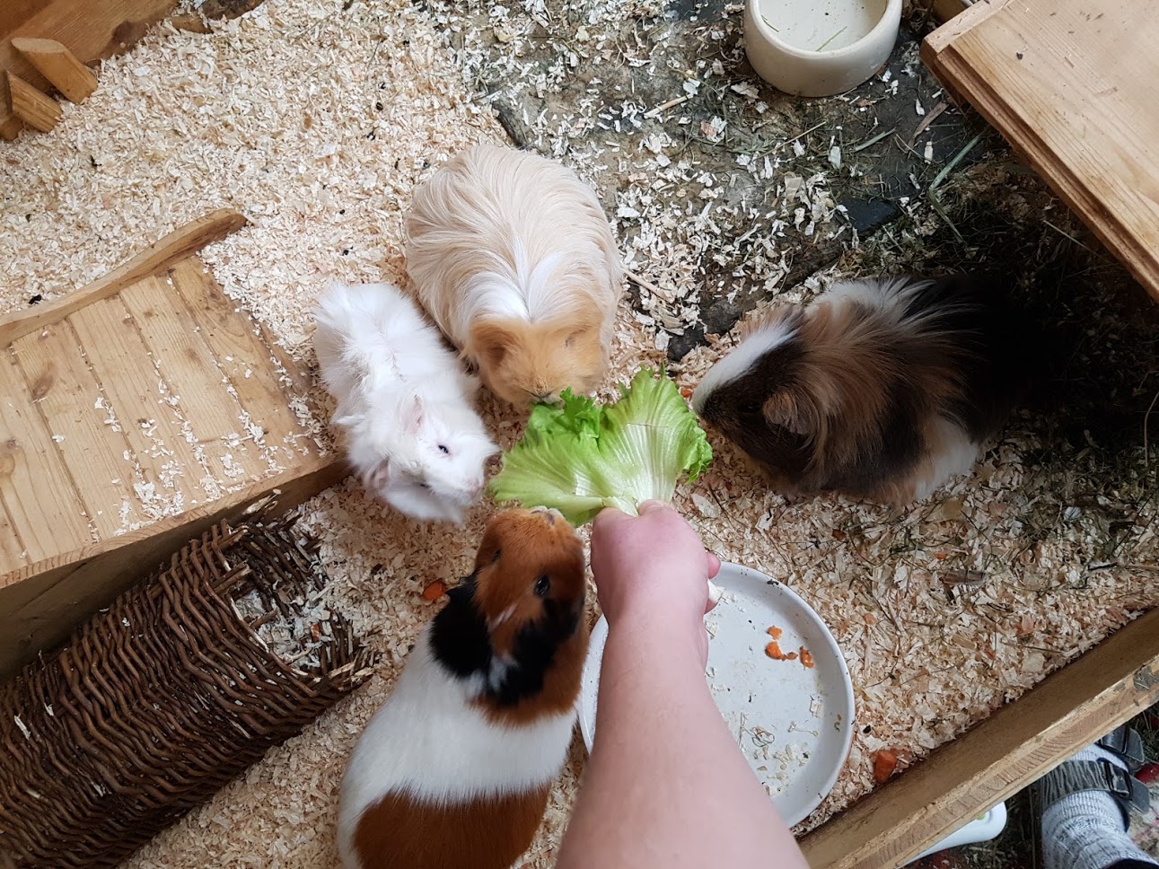 Malvine zuhause gefunden 2