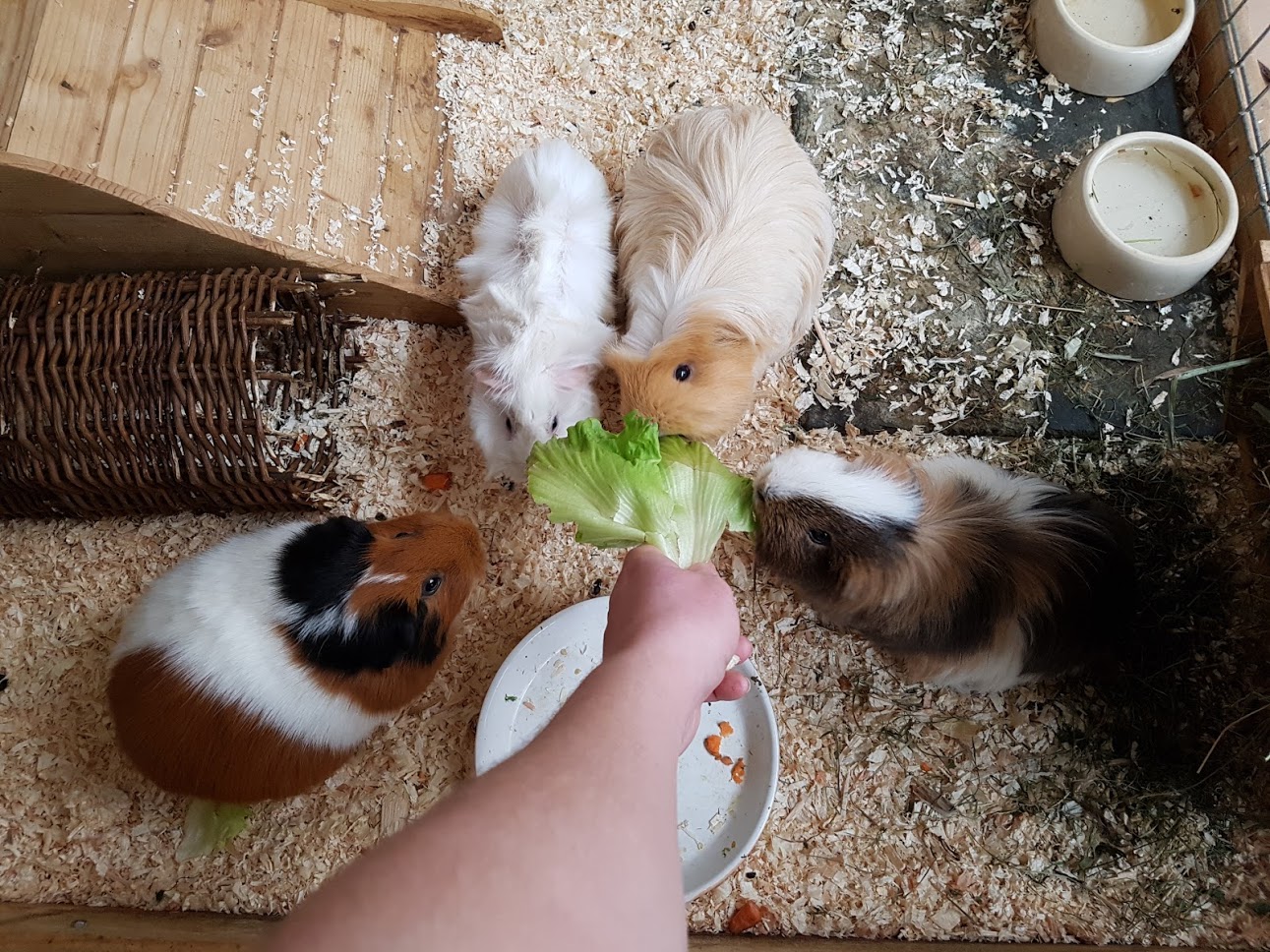 Malvine zuhause gefunden 3