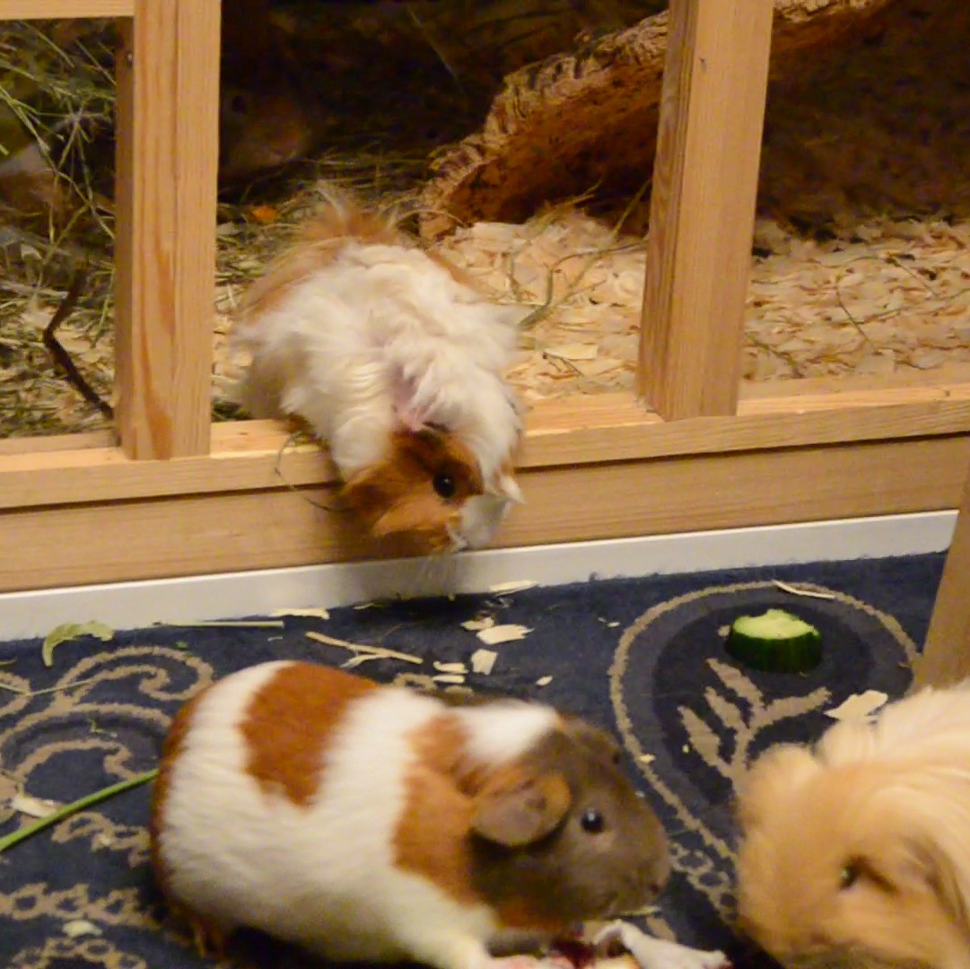 MS Sassy zuhause gefunden 1