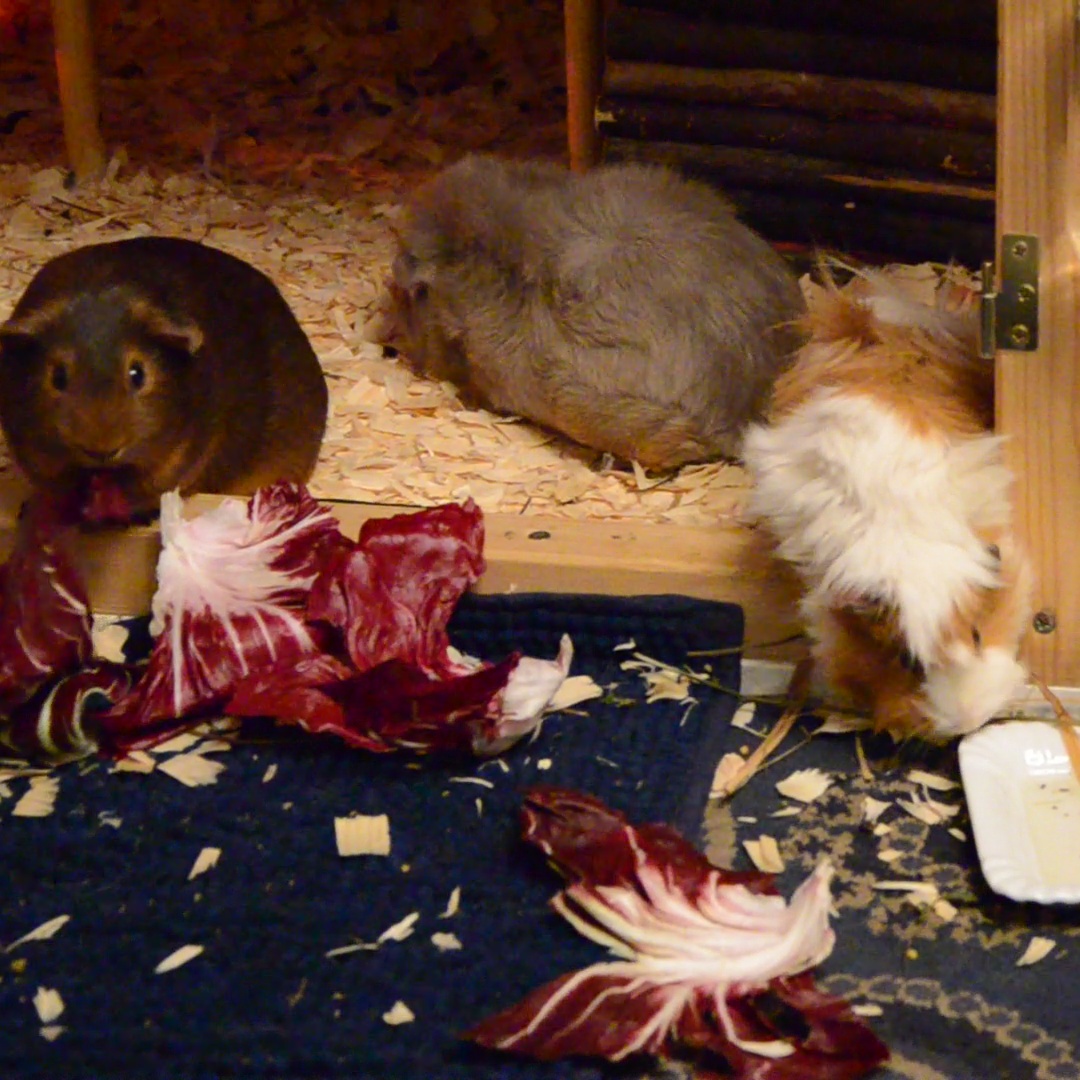 MS Sassy zuhause gefunden 2