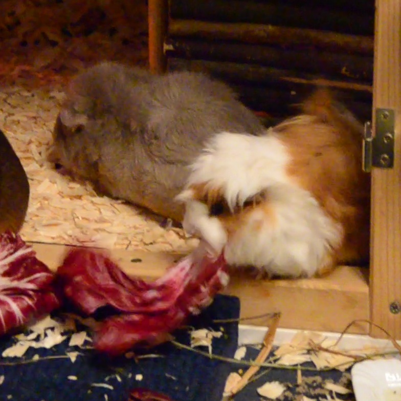 MS Sassy zuhause gefunden 3