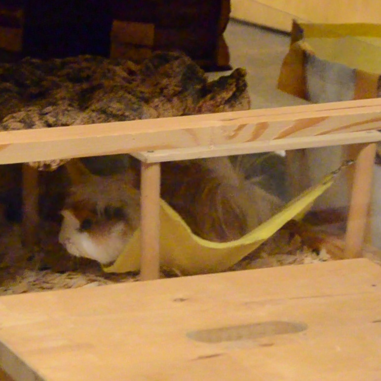 MS Sassy zuhause gefunden 4