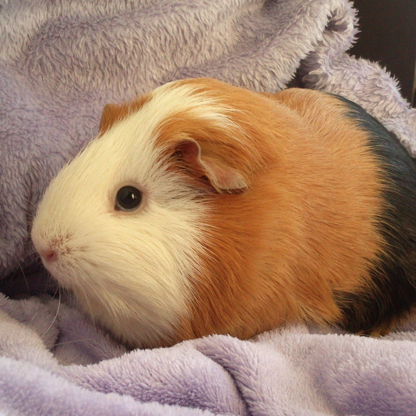 Daisy4